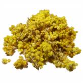 Immortelle - Helichrysum italicum - Fleurs - Plantes médicinales en vrac - Tisanes de plantes simples - 1-Immortelle - Tisane Helichrysum italicum - Fleurs