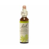 White Chesnut 20 ml - N° 35 - Fleurs de Bach Original - Fleurs de Bach et élixirs floraux - 2-White Chestnut 20 ml - N° 35 - Fleurs de Bach Original