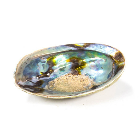 Coquille d'ormeau (abalone) naturelle 10-12 cm