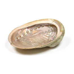 Abalone naturel - Coquille d'Ormeau - Herboristerie du Valmont - Encens, Résines Traditionnelles & Fumigation - 1