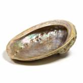 Abalone naturel - Coquille d'Ormeau - Herboristerie du Valmont - <p>La coquille d'Ormeau ou Abalone est utilisée en autres dans 