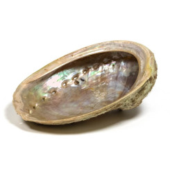 Abalone naturel - Coquille d'Ormeau - Herboristerie du Valmont - Encens, Résines Traditionnelles & Fumigation - 2