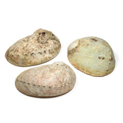 Abalone naturel - Coquille d'Ormeau - Herboristerie du Valmont - Encens, Résines Traditionnelles & Fumigation - 3