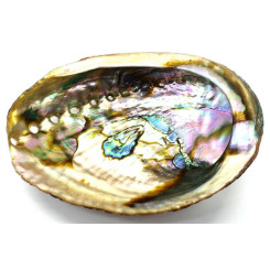Abalone naturel vert S - Coquille d'ormeau - Haliotis 10-12 cm - Portes encens et accessoires de fumigation - 1