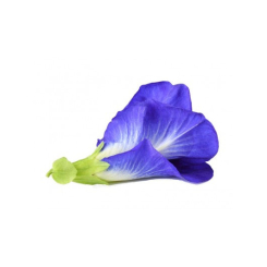 Aparajita Racine poudre 100 gr - Samskara - Médecine ayurvédique - 1