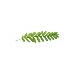 Bhumyamalaki - Plante poudre 100 gr - Samskara - Médecine ayurvédique - 1