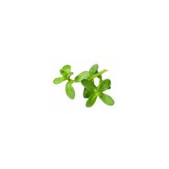 Brahmi - Bacopa monnieri - Plante poudre 100 gr - Samskara - Médecine ayurvédique - 1