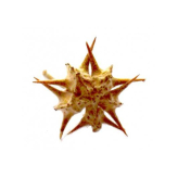 copy of Amalaki Fruit poudre 100 gr - Samskara - Médecine ayurvédique - 1