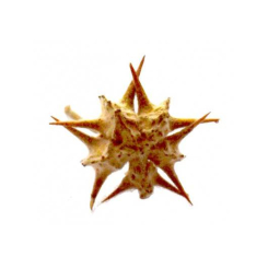 copy of Amalaki Fruit poudre 100 gr - Samskara - Médecine ayurvédique - 1