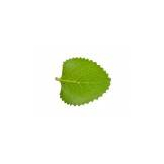 copy of  - Médecine ayurvédique - 1