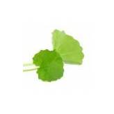 Mandukaparni - Centella asiatica - Plante poudre 100 gr - Samskara - Médecine ayurvédique - 1