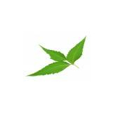 copy of Amalaki Fruit poudre 100 gr - Samskara - Médecine ayurvédique - 1