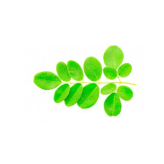 copy of  - Médecine ayurvédique - 1