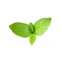 copy of Amalaki Fruit poudre 100 gr - Samskara - Médecine ayurvédique - 1