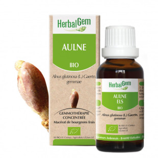 Aulne glutineux bourgeon Bio - Alnus glutinosa Macérat - 50 ml - Herbalgem - <p>Alnus glutinosa - Macérat glycériné - Le bourgeo