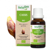 Cassis bourgeon Bio -  Ribes nigrum Macérat - Spray 15 ml - Herbalgem - Gemmothérapie - 2-Biologisch extract van zwarte bessenknoppen - Spray 15 ml - Herbalgem