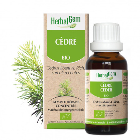 Cèdre du Liban bourgeon Bio -  Cedrus libani Macérat - 15 ml - Herbalgem - Gemmothérapie - 1