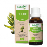 Figuier bourgeon Bio - Ficus carica Macérat - 15 ml - Herbalgem - Gemmothérapie - 2