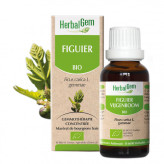 Figuier bourgeon Bio - Ficus carica Macérat - Spray 15 ml - Herbalgem - Gemmothérapie - 2