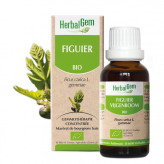 Figuier bourgeon Bio - Ficus carica Macérat - 50 ml - Herbalgem - Gemmothérapie - 1-Extrait de bourgeon de Figuier Bio - 30 ml - Herbalgem