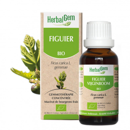 Bio-Feigenknospen - Ficus carica Mazerat - 50 ml - Herbalgem - Gemmotherapie - 1