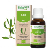 Gui bourgeon Bio - Viscum album Macérat - 30 ml - Herbalgem - Gemmothérapie - 1-Extrait de bourgeon de Gui Bio - 30 ml - Herbalgem