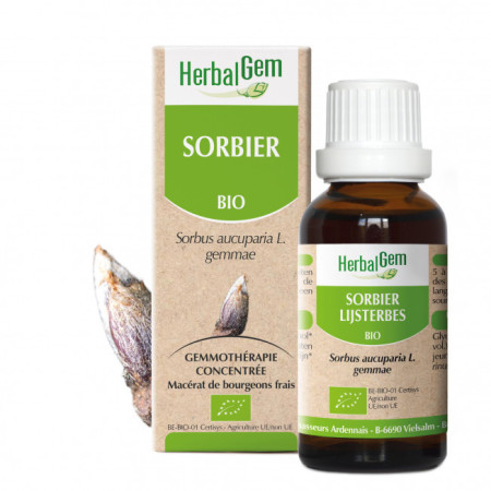 Sorbier Bourgeon Bio - Sorbus aucuparia Macérat - 30 ml - Herbalgem - Gemmothérapie - 1 Sorbier Bourgeon Bio - Sorbus aucuparia Macérat - 30 ml - Herbalgem - Gemmothérapie - 1