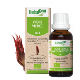 Vigne vierge bourgeon Bio -  Ampelopsis veitchii Macérat - 50 ml - Herbalgem - Les bourgeons unitaires - 2