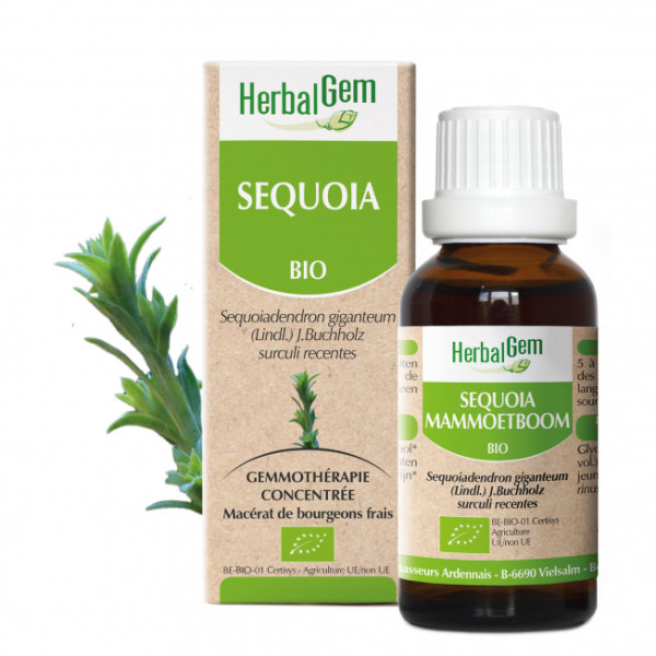Séquoia Bio - Sequoia gigantea Macérat - 50 ml - Herbalgem - Gemmothérapie - 2