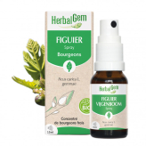 Figuier bourgeon Bio - Ficus carica Macérat - Spray 15 ml - Herbalgem - Gemmothérapie - 1-Biologisch vijgenboomknoppenextract - Spray 15 ml - Herbalgem