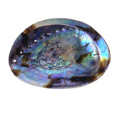 -Abalone naturelle Arc-en-ciel - Modèle L - Coquille d'Ormeau - Herboristerie du Valmont