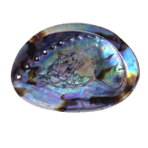 -Natuurlijke Regenboog Abalone - Model L - Abalone Schelp - Herboristerie du Valmont
