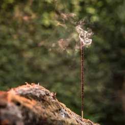 Natürliche Räucherstäbchen - Myrrhe-Räucherstäbchen - Sagrada Madre - 3