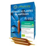 -Astragale (Astragalus membranaceus) BIO 40 ampoules - Oxyphyteau