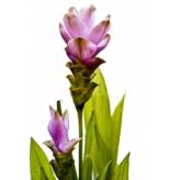 Curcuma longa - Poudre - Bio - Herboristerie du Valmont - Epices en vrac, aromates et condiments - 2