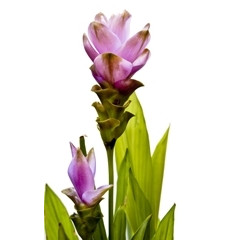 Curcuma longa - Poudre - Bio - Herboristerie du Valmont - Epices en vrac, aromates et condiments - 2