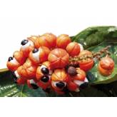 Guarana - Paullinia cupana - Poudre - Poudres de plantes médicinales en vrac - 2