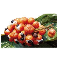 Guarana - Paullinia cupana - Poudre - Poudres de plantes médicinales en vrac - 2