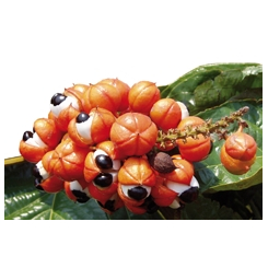 Guarana - Paullinia cupana - Pulver - Heilkräuterpulver in Großpackungen - 2