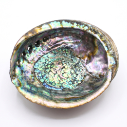 Regenboog-abalone -...