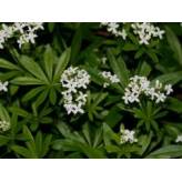 Aspérule odorante - Galium odoratum - Plante coupée Bio - 2 - Herboristerie du Valmont