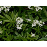 Walstro - Galium odoratum Kruidenthee - Biologische Gesneden Plant - Losse Geneeskrachtige Planten - Enkele Kruidenthee - 2