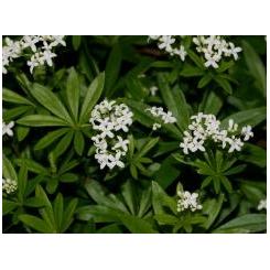 Walstro - Galium odoratum Kruidenthee - Biologische Gesneden Plant - Losse Geneeskrachtige Planten - Enkele Kruidenthee - 2