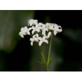 Waldmeister - Galium odoratum Kräutertee - Bio Schnittpflanze - Lose Heilpflanzen - Einzelne Kräutertees - 3