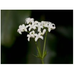 Aspérule odorante - Galium odoratum - Plante coupée Bio - Plantes médicinales en vrac - Tisanes de plantes simples - 3