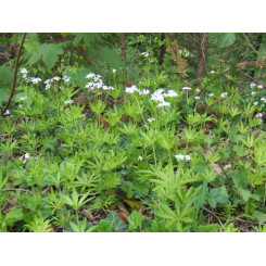 Aspérule odorante - Galium odoratum - Plante coupée Bio - Plantes médicinales en vrac - Tisanes de plantes simples - 4