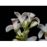 Aspérule odorante - Galium odoratum - Plante coupée Bio - 5 - Herboristerie du Valmont
