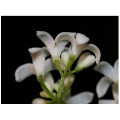 Aspérule odorante - Galium odoratum - Plante coupée Bio - Plantes médicinales en vrac - Tisanes de plantes simples - 5