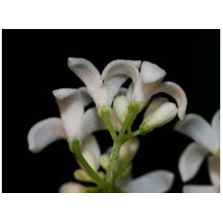 Walstro - Galium odoratum Kruidenthee - Biologische snijplant - Losse geneeskrachtige planten - Enkele kruidenthee - 5