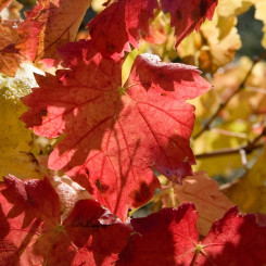 Vigne Rouge Tisane Bio - Feuilles séchées coupées - Plantes médicinales en vrac - Tisanes de plantes simples - 2